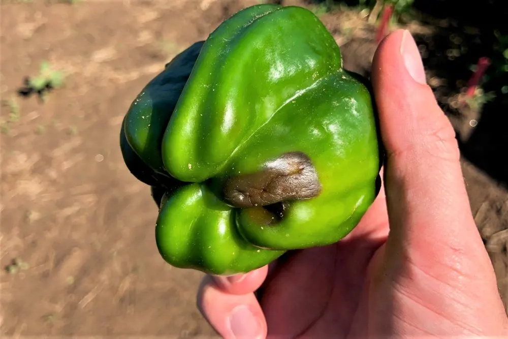 Blossom End Rot Bell Pepper