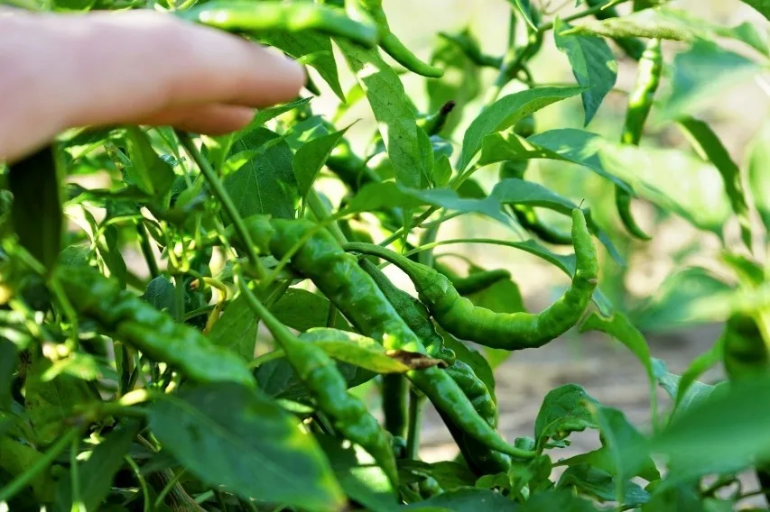 Green cayenne peppers unripe