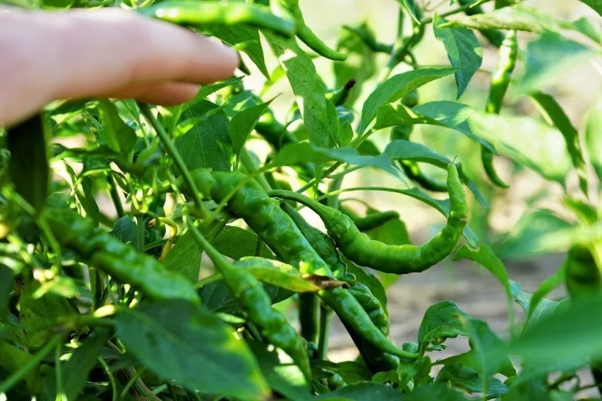 When To Pick Cayenne Peppers: Perfect Timing Secrets