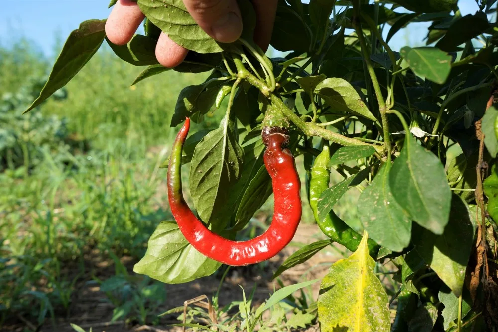 Cayenne pepper ripening on plant