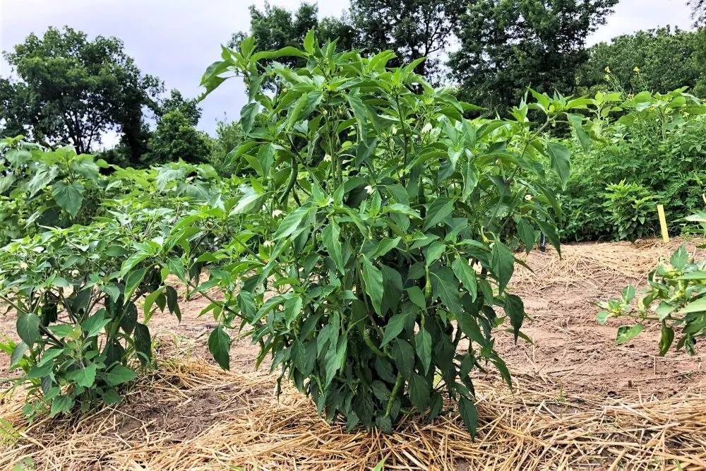 Cayenne pepper plant in ground with green peppers