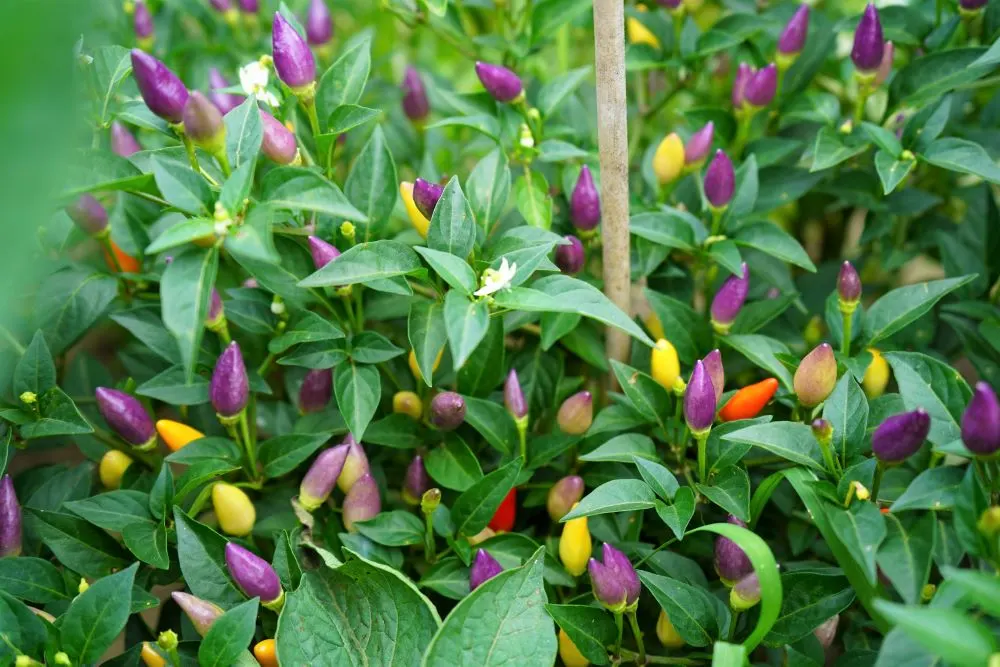 Chinese 5 color pepper plant with purple, yellow and red fruits