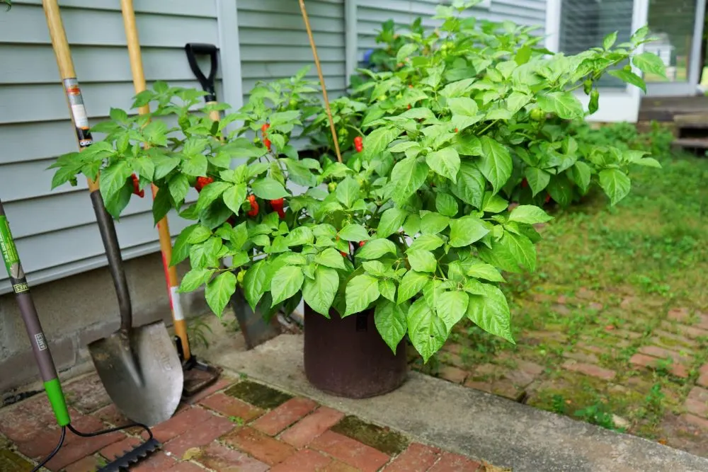 Huge Bhut Jolokia ghost pepper Plant in 7 gallon grow bag