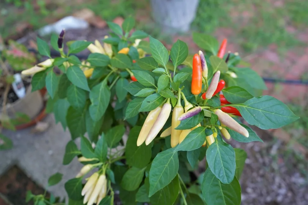 Khang Starr White Thai pods on plant