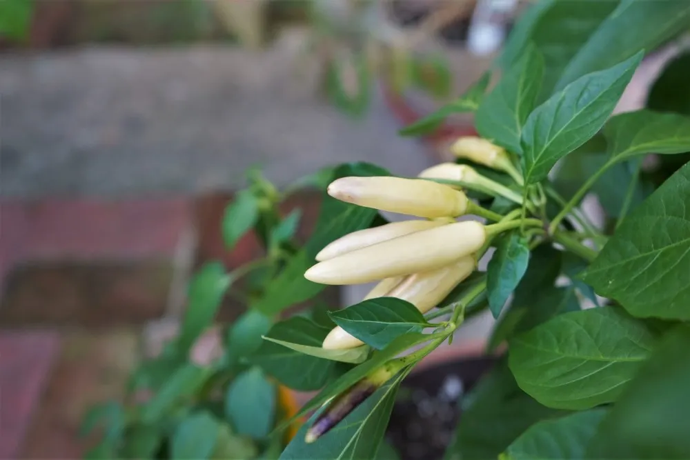 KS White Thai pods unripe