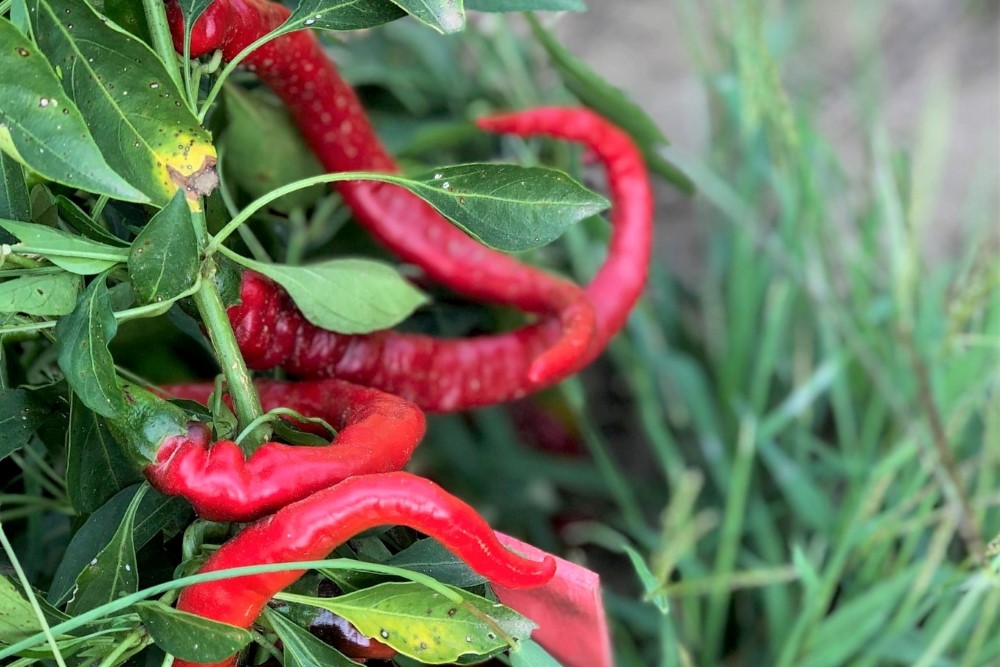 Closeup of ripe cayenne peppers on plant