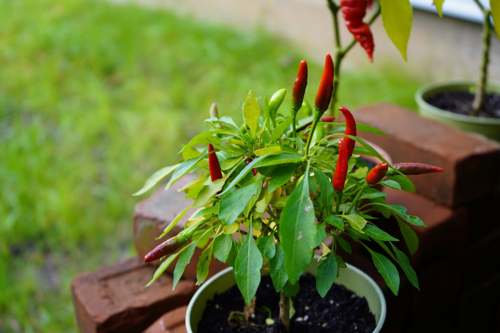 Santaka pepper plant with ripe peppers