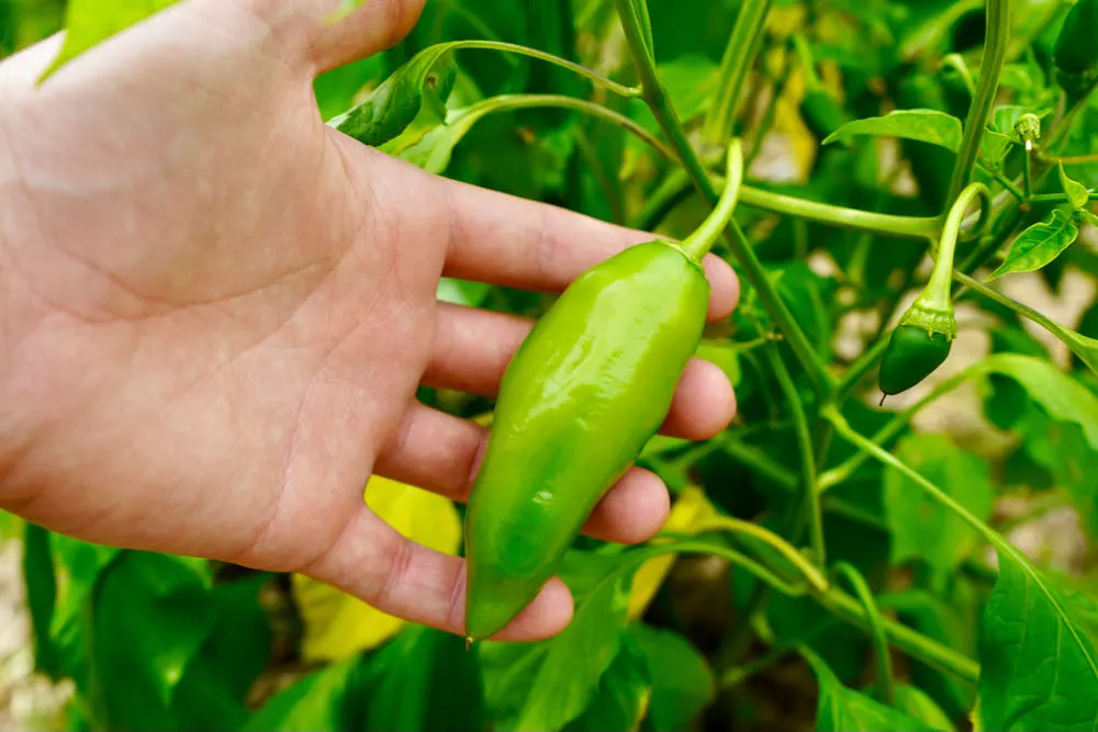 Aji amarillo unripe