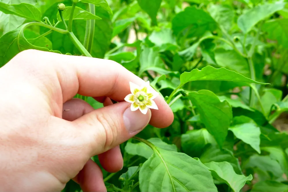 Aji amarillo pepper flower with yellow spots on corolla (C. baccatum).