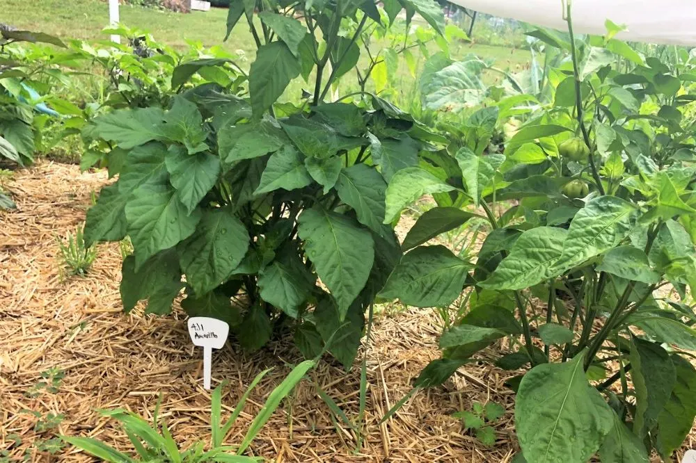 Aji Amarillo plant