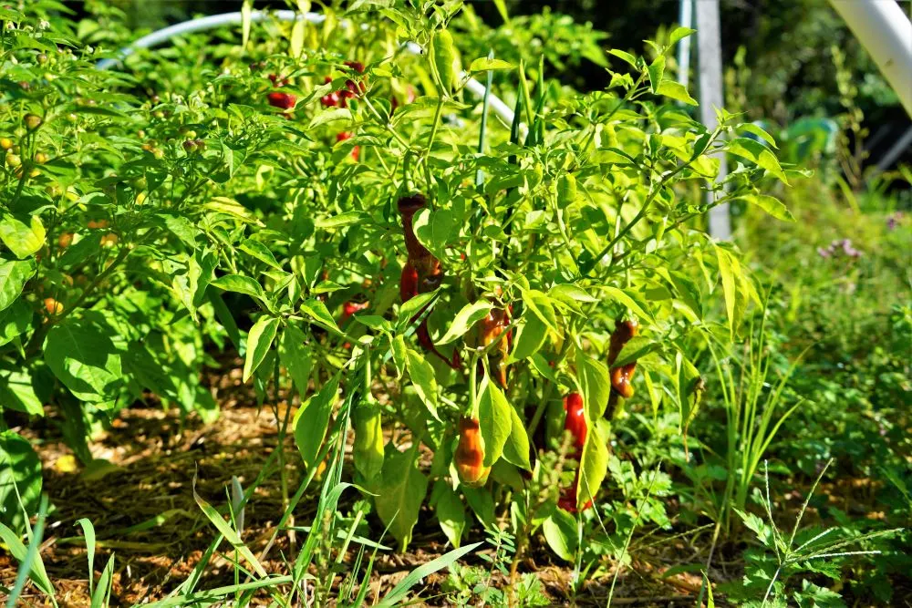 Peter Pepper plant with pods