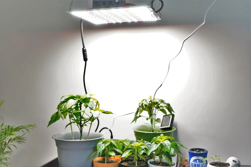 Growing peppers indoors store with grow lights