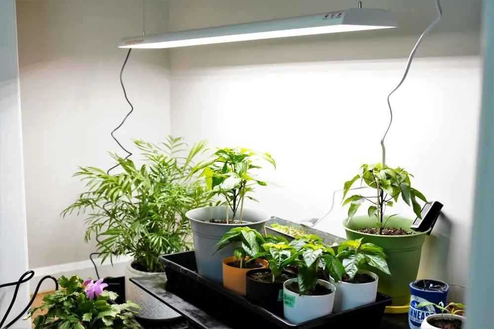 Aspect Small Black Luxury LED Grow Light - for Small and Medium Sized Plants