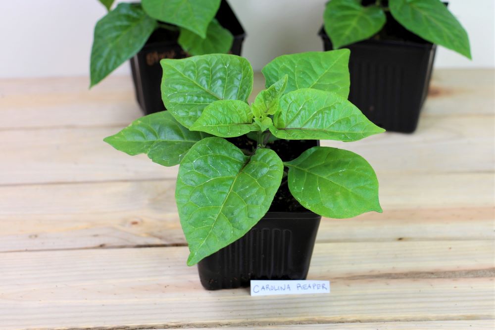 Young Carolina reaper plant in 3.5" pot.