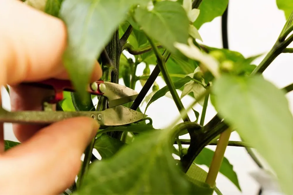 Cutting pepper branch just above node