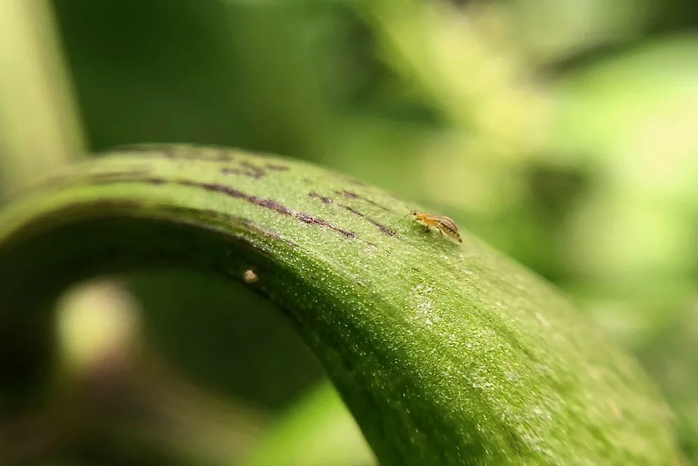 Adult thrip closeup on pepper stem