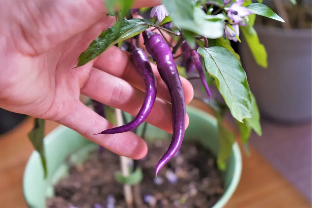 Buena Mulata pods up close on plant