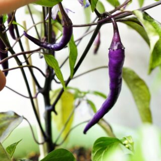 Buena mulata pepper on plant
