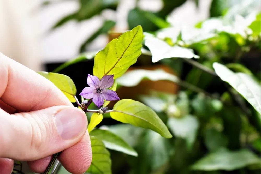 Buena mulata pepper flower (purple and white color)