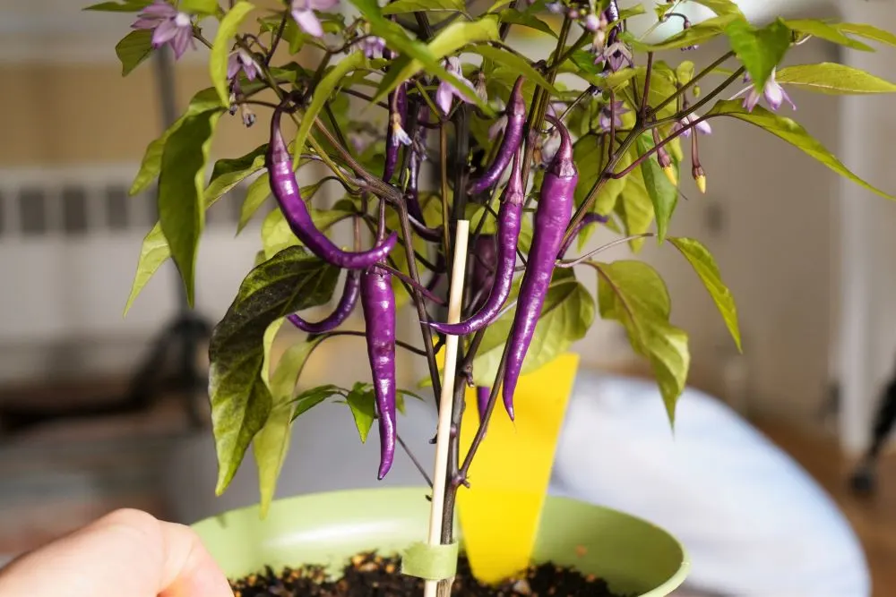 Buena mulata pods on plant