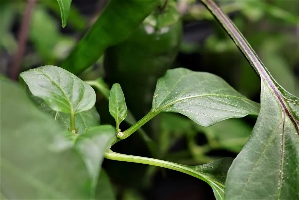 Thrip on pepper plant leaf