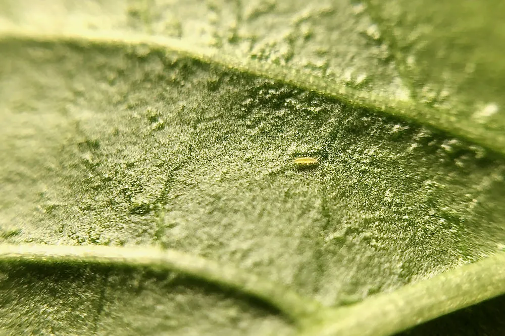 Thrip larva on underside of pepper leaf