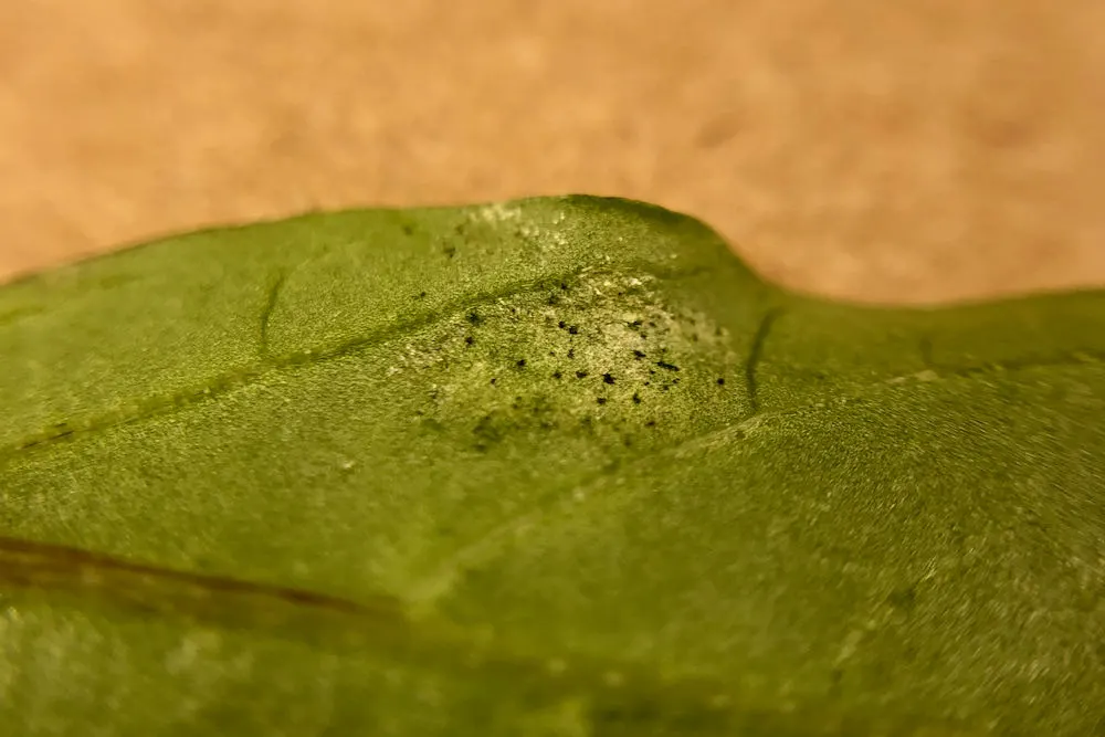 Thrips damage on pepper leaf