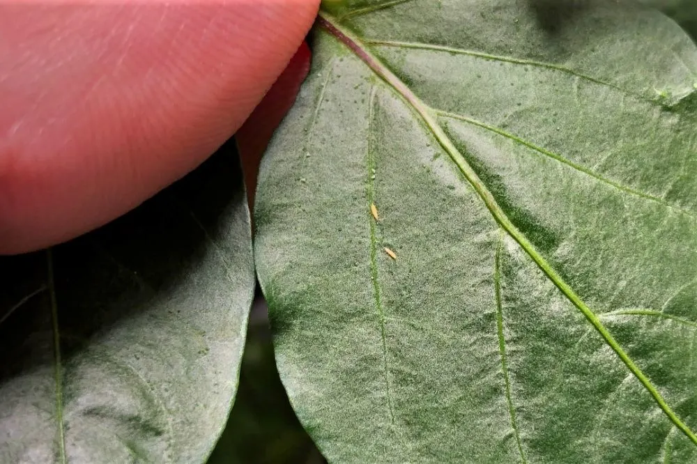 Thrip larvae on pepper leaf