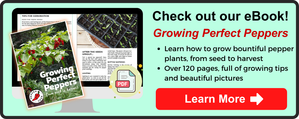 Growing Peppers in Grow Bags - Pros and Cons - Pepper Geek 