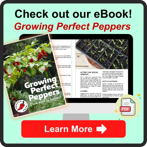 Growing Peppers in Grow Bags - Pros and Cons - Pepper Geek 