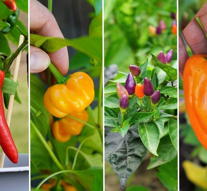 Various Capsicum annuum pepper varieties: Cayenne, Thay Pumpkin, Chinese 5 color, Golden Marconi