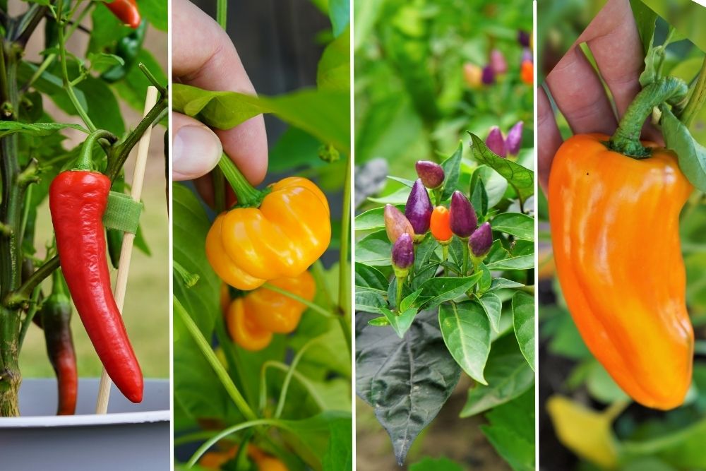 Various Capsicum annuum pepper varieties: Cayenne, Thay Pumpkin, Chinese 5 color, Golden Marconi