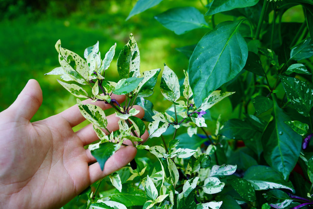 Jigsaw pepper plant with variegated foliage