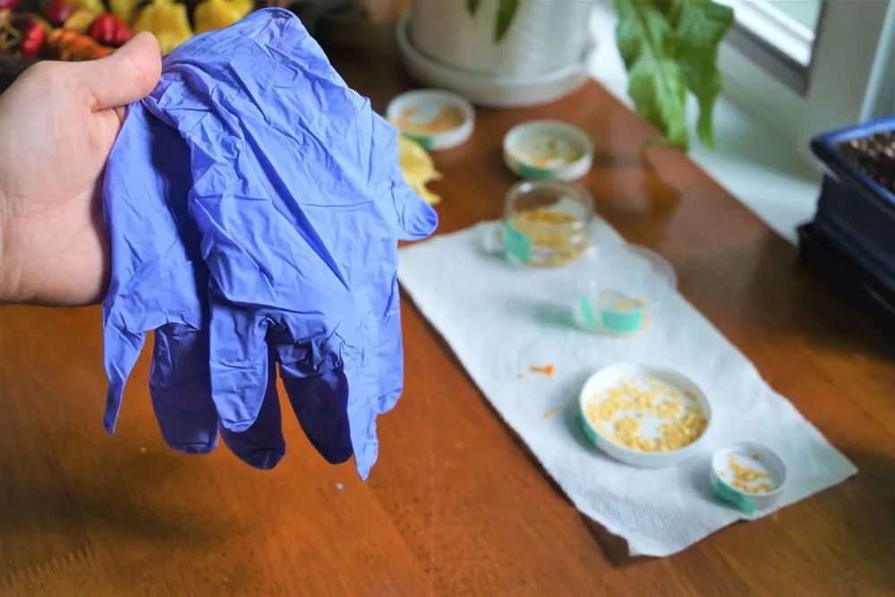 Nitrile gloves for handling hot peppers