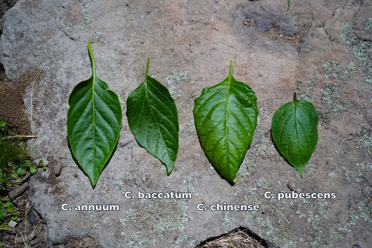 Different pepper leaves - From left: Annuum, baccatum, chinense, pubescens