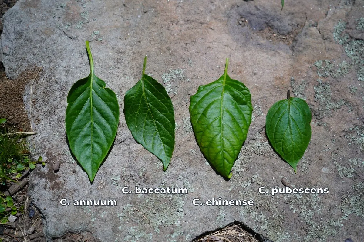 green pepper plant leaves