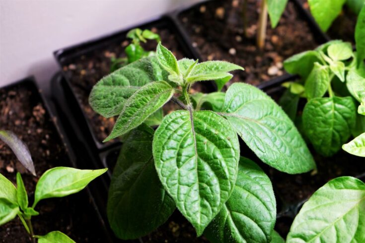 How To Identify Different Types Of Pepper Plants - Pepper Geek