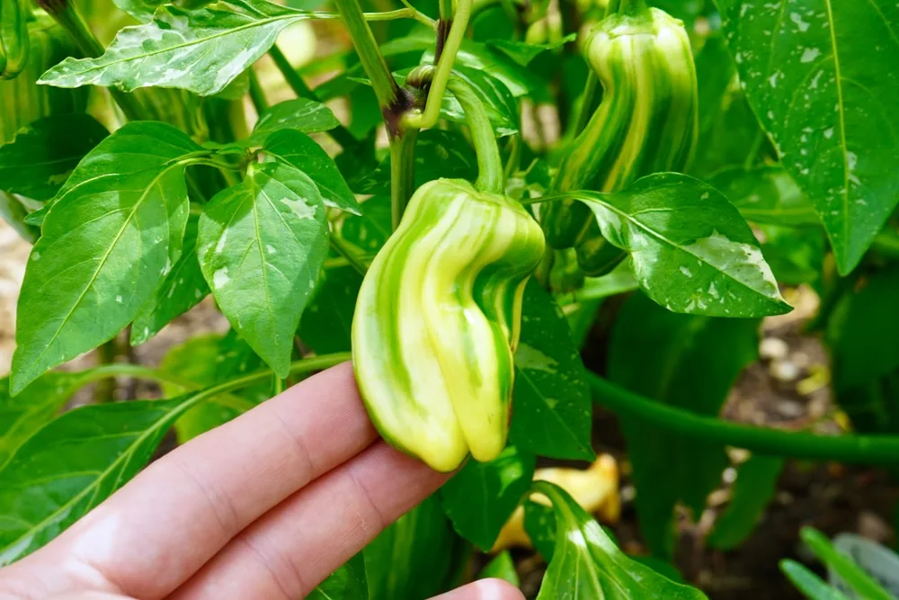 Candy cane pepper closeup