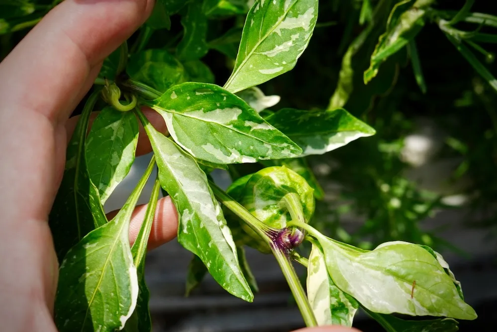 Candy cane pepper foliage closeup