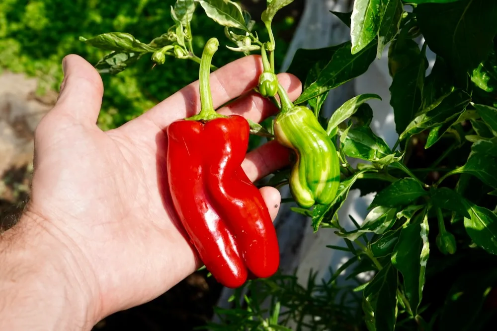 Candy cane peppers at different ripeness