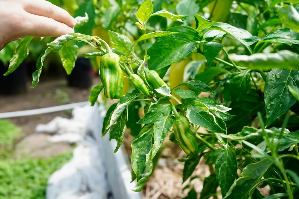 Striped candy cane peppers on plant