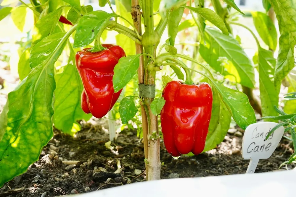 Candy cane peppers on plant