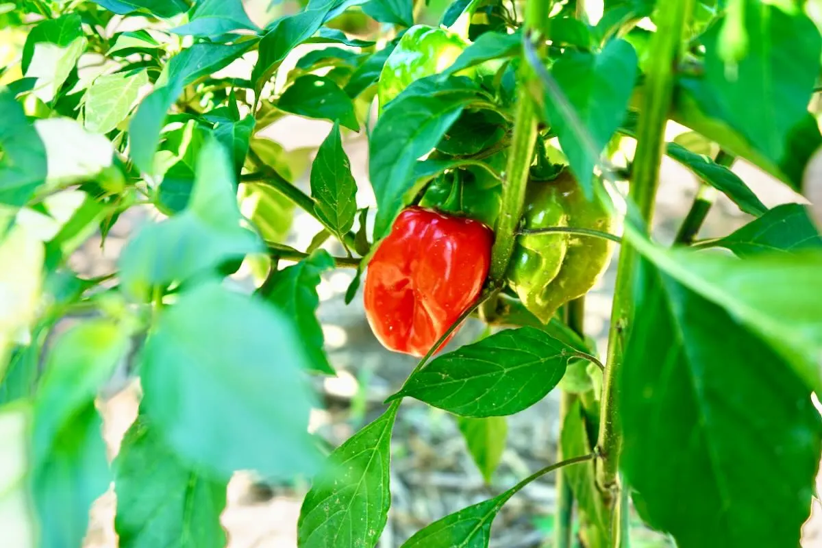 Red habanero pepper on plant