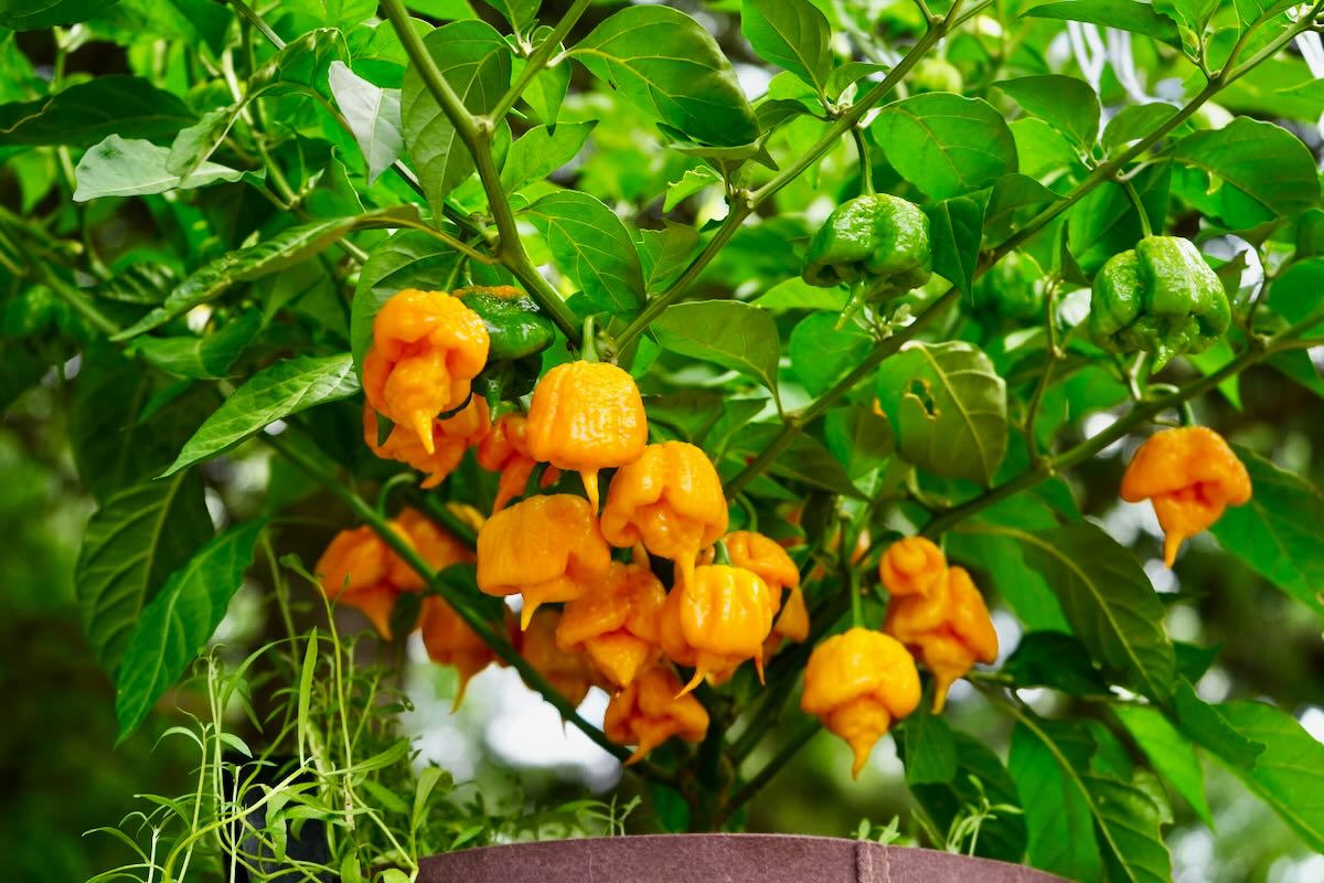 7 Pot Primo Orange peppers on plant