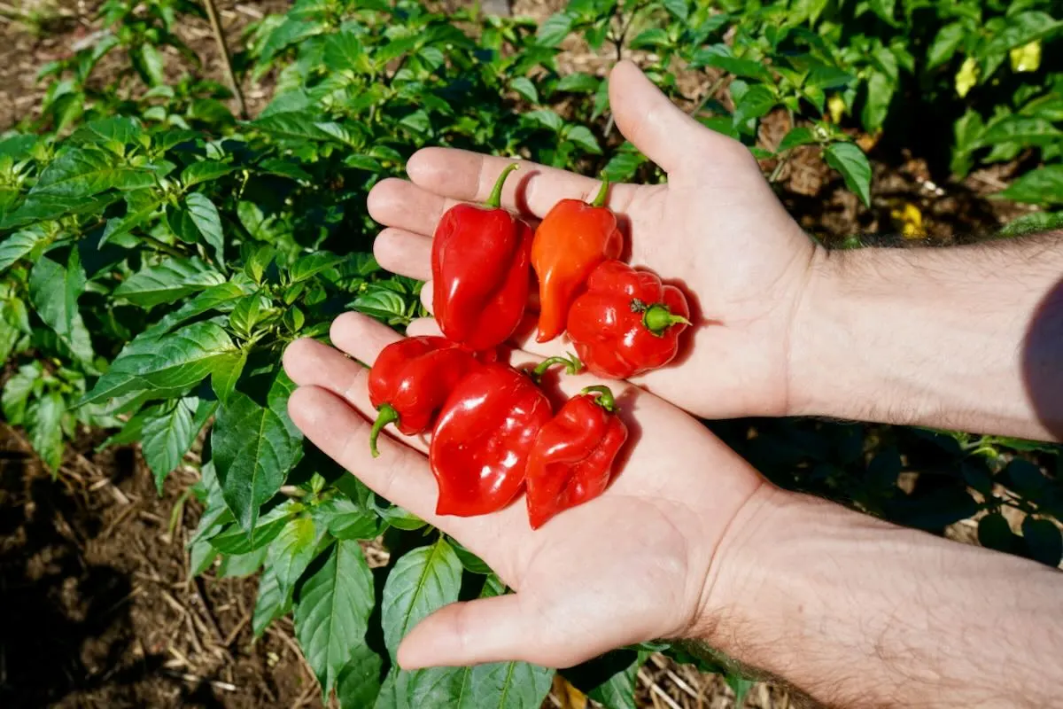 Red habanero pepper harvest in hand