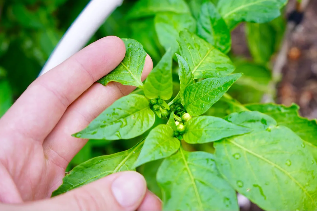 Flower buds on poblano pepper plant