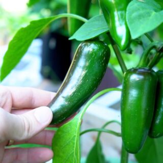 Green jalapeno on plant