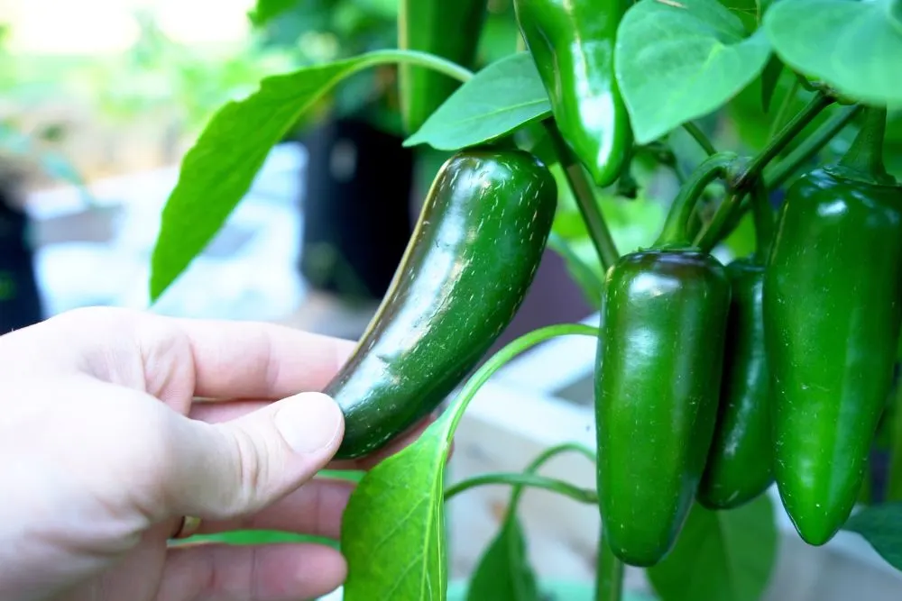 Green jalapeno on plant