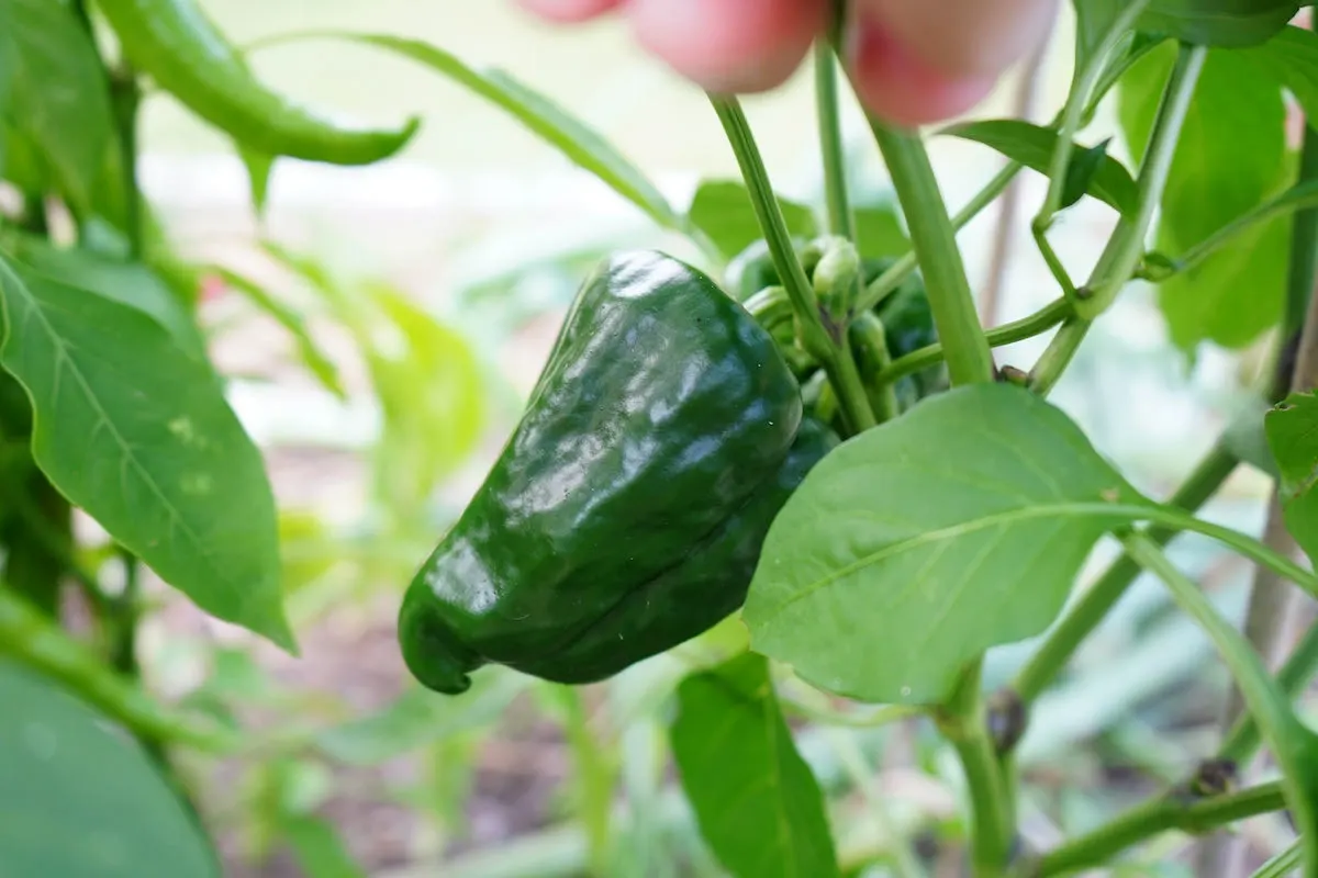 Green poblano pepper on plant