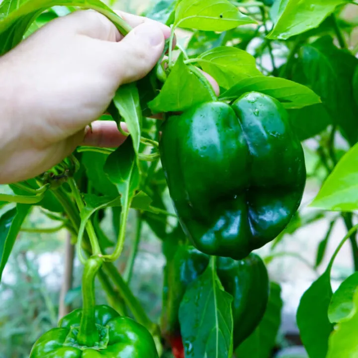 Large green poblano pepper on plant